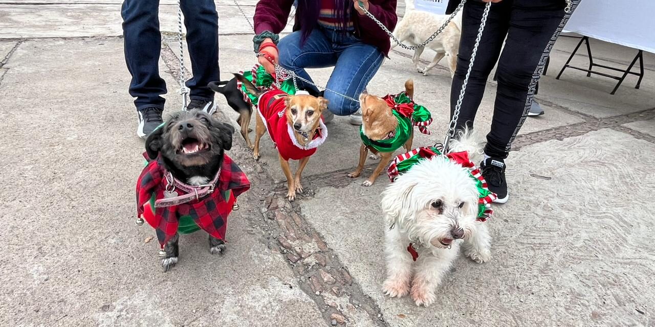 UN ÉXITO PRIMER FESTIVAL CANINO NAVIDEÑO