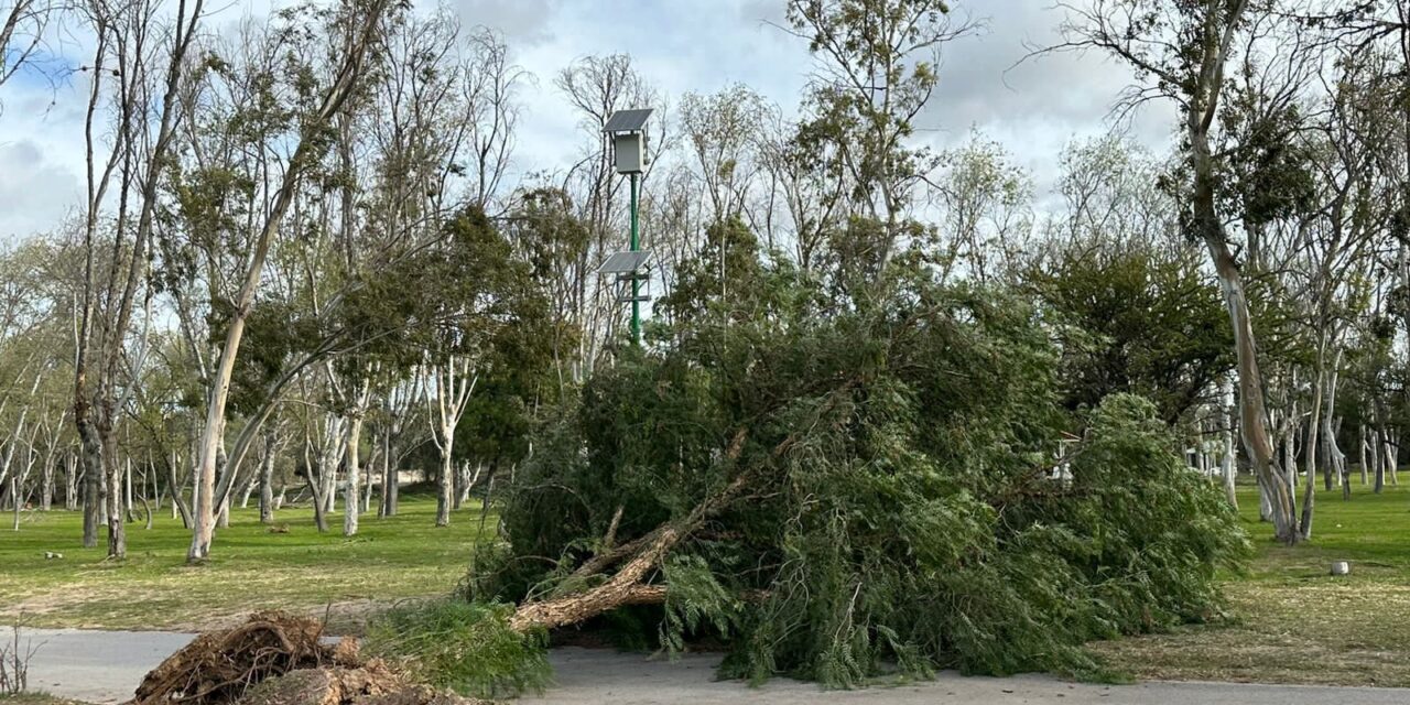 TRAS FUERTE VIENTO, GOBIERNO TRABAJA EN LIMPIEZA DE PARQUES TANGAMANGA
