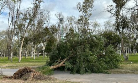 TRAS FUERTE VIENTO, GOBIERNO TRABAJA EN LIMPIEZA DE PARQUES TANGAMANGA