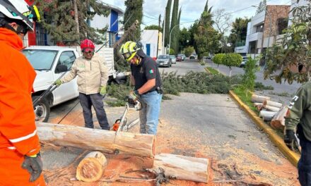 GOBIERNO ESTATAL BRINDÓ APOYO Y ATENDIÓ REPORTES POR RÁFAGAS DE VIENTO
